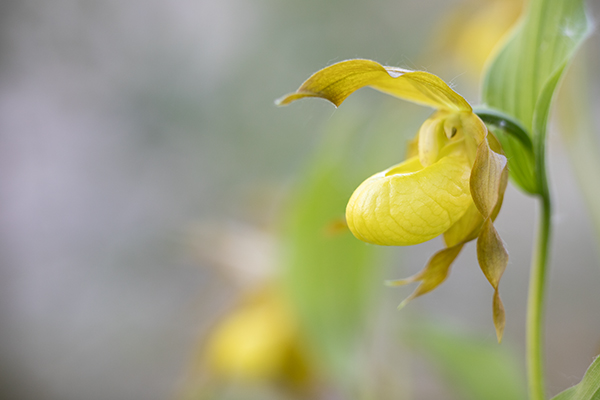 Cypripedium calceolus