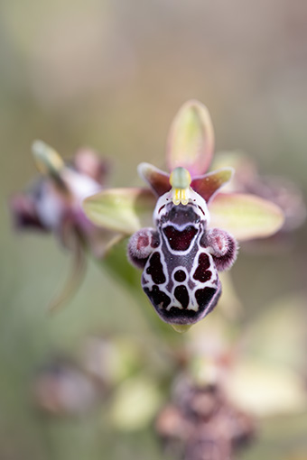 Ophrys kotschyi