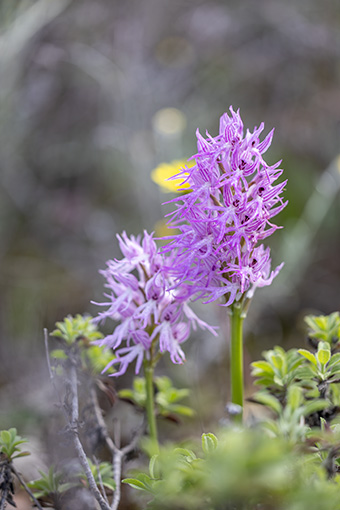 Orchis italica