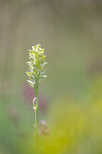 Anacamptis coriophora