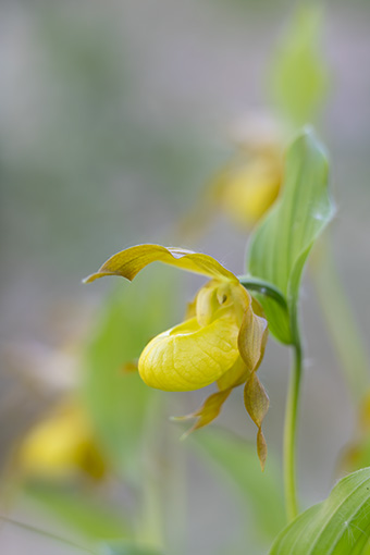 Cypripedium calceolus