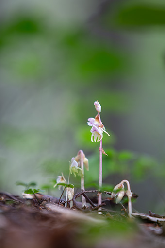 Epipogium aphyllum