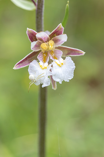 Epipactis palustris