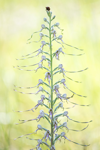 Himantoglossum adriaticum