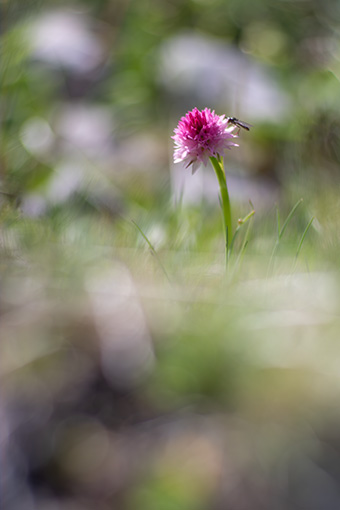 Nigritella lithopolitanica