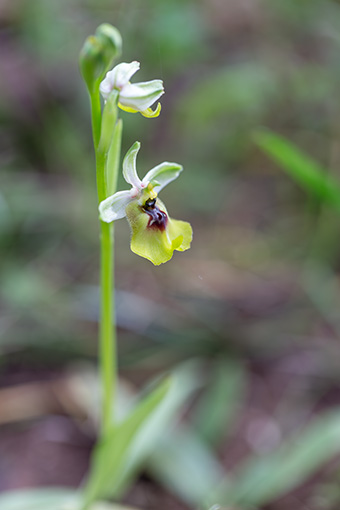 Ophrys lacaitae