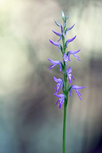 Neottianthe cucullata