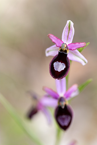 Ophrys drumana