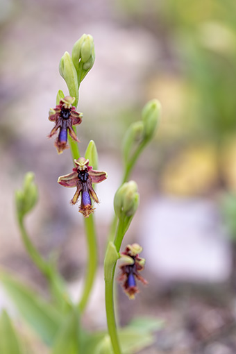 Ophrys regis-ferdinandii