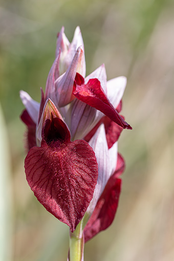 Serapias cordigera