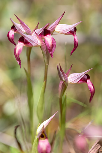 Serapias lingua