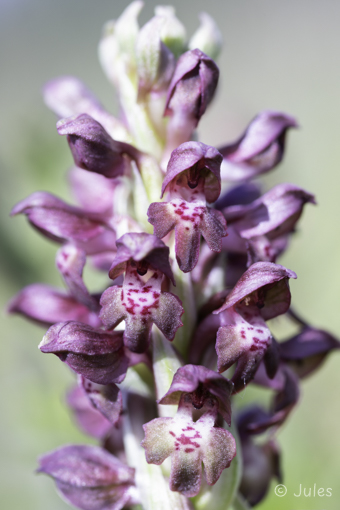Anacamptis coriophora (AT_Nö)