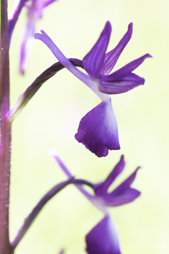 Anacamptis laxiflora_(CR_Istrien)
