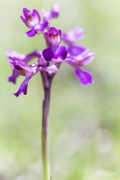 Anacamptis x bornemannii (IT_Sardinien)