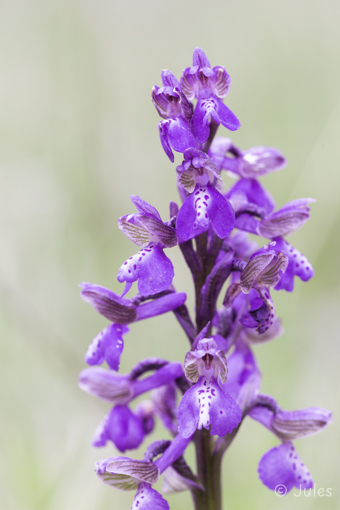 Anacamptis morio (AT_Nö)