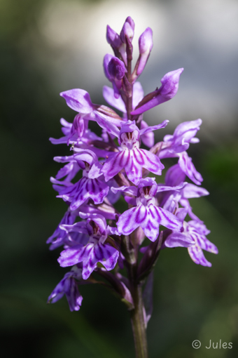 Dactylorhiza fuchsii (AT_Steiermark)