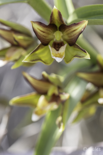 Epipactis veratrifolia (Cy)