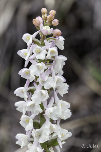 Gymnadenia odoratissima (AT_Steiermark)