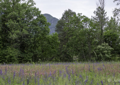 Habitat Ophrys apifera var. tilaventina