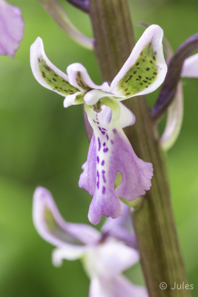 Orchis patens (IT_Ligurien)