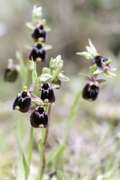 Ophrys chestermanii (IT_Sardinien)