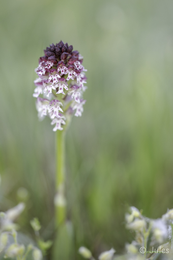 Neotinea ustulata