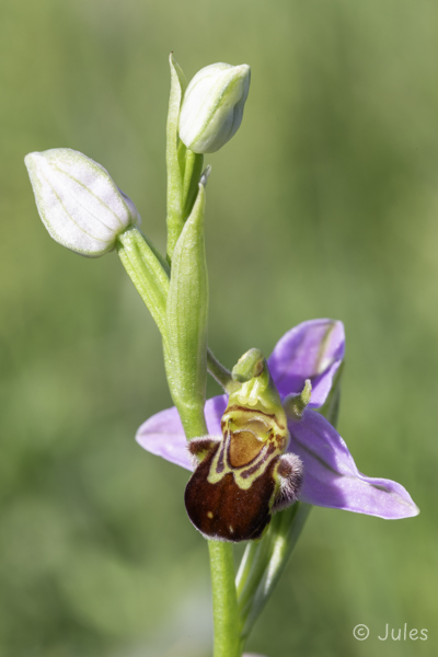 Ophrys apifera (AT_Nö)