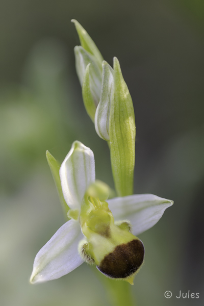 Ophrys apifera var. bicolor (CR_Istrien)