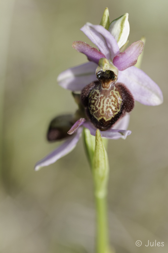 Ophrys aveyronensis (FR_Aveyron)