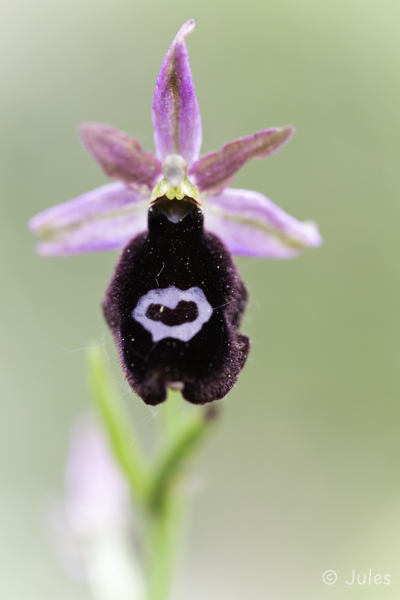 Ophrys benacensis (IT_Trentino-Südtirol, Venetien)