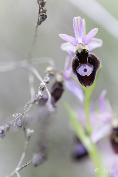 Ophrys benacensis (IT_Trentino-Südtirol, Venetien)
