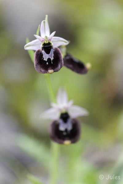 Ophrys chestermanii (IT_Sardinien)