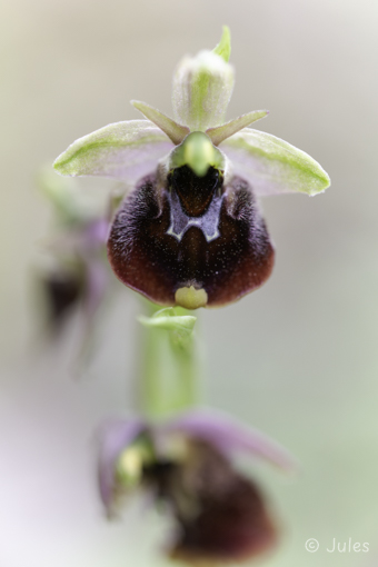 Ophrys chestermanii (IT_Sardinien)