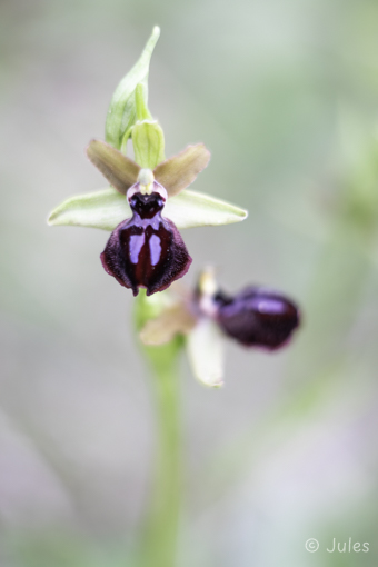 Ophrys garganica (IT_Apulien)