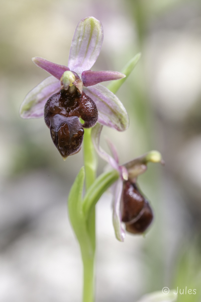 Ophrys lucis (GR_Rhodos)