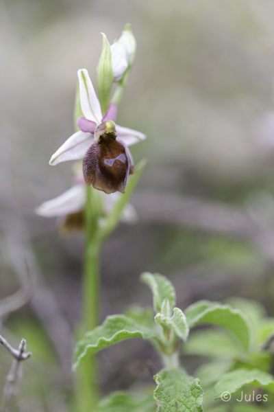 Ophrys lucis (GR_Rhodos)