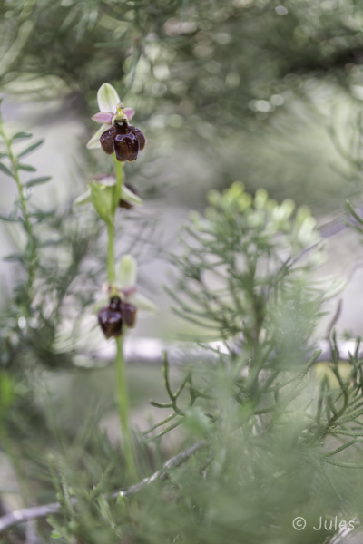 Ophrys lucis (GR_Rhodos)