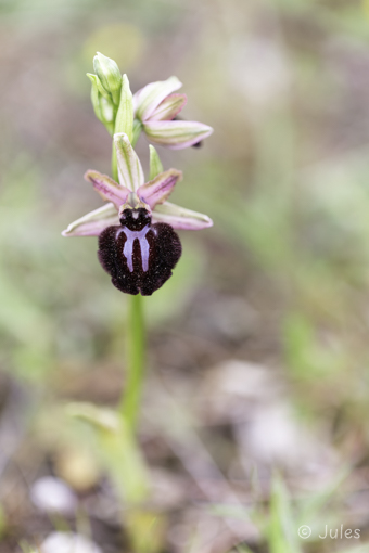 Ophrys sipontensis (IT_Apulien)