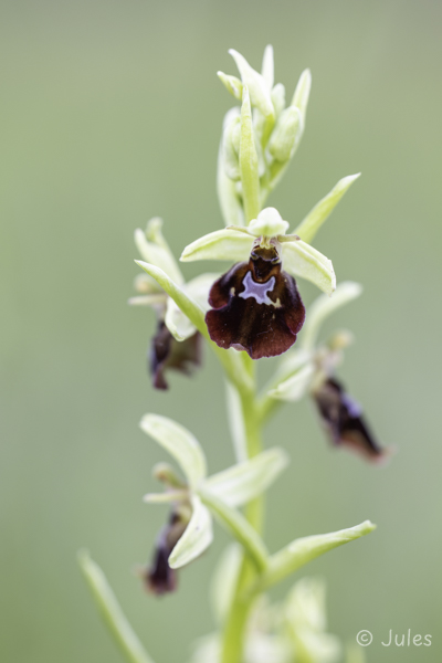 Ophrys x devenensis (AT_Nö)