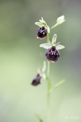 Ophrys x devenensis (IT_Venetien)