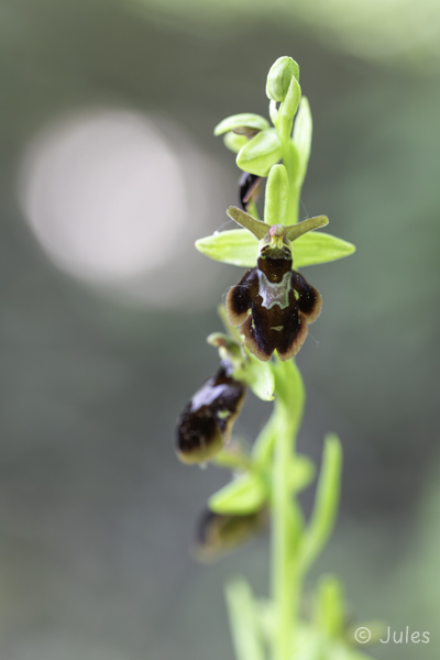 Ophrys x hybrida (AT_Nö)