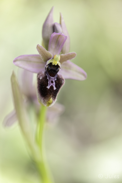 Ophrys x manfredoniae (IT_Sardinien)