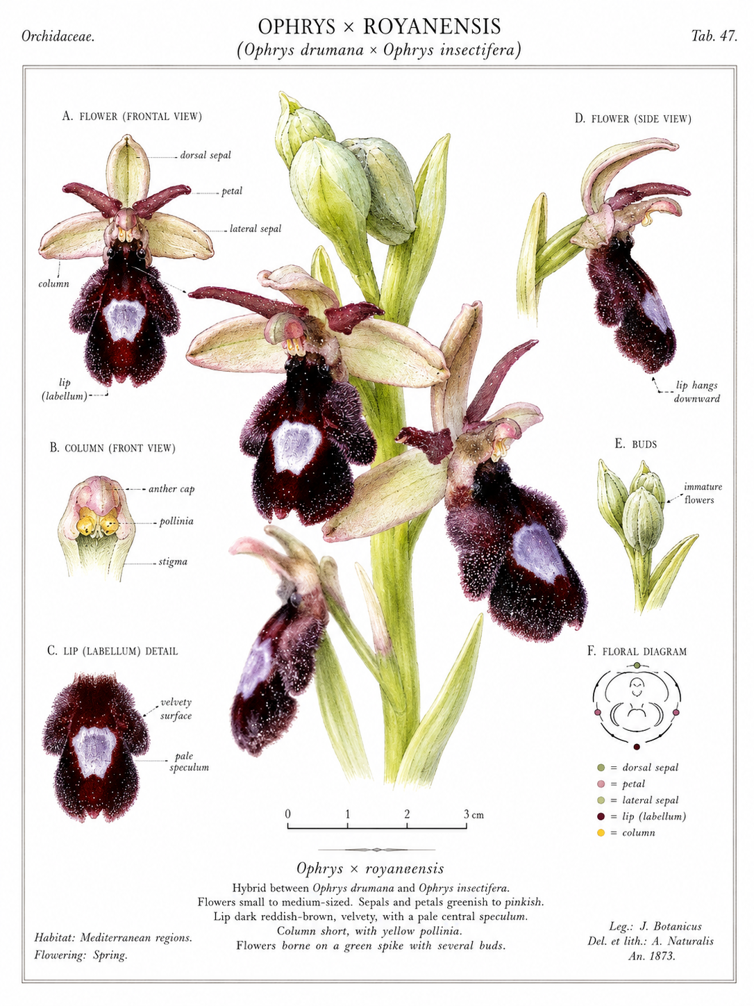 Ophrys x royanensis