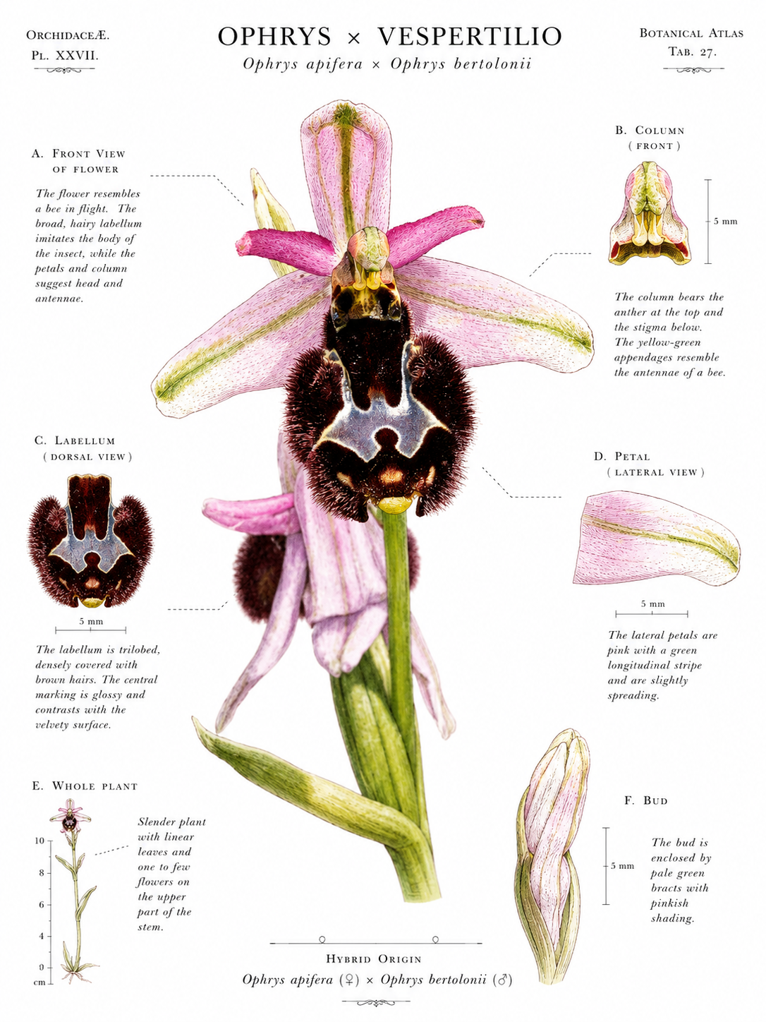 Ophrys x vespertilio