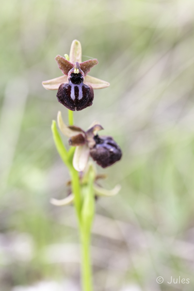 Ophrys × japygia (IT_Apulien)