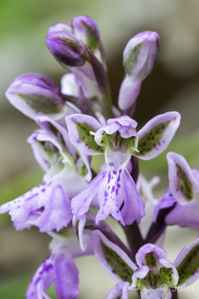 Orchis patens (IT_Ligurien)