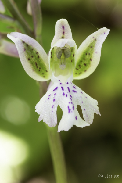 Orchis patens (IT_Ligurien)