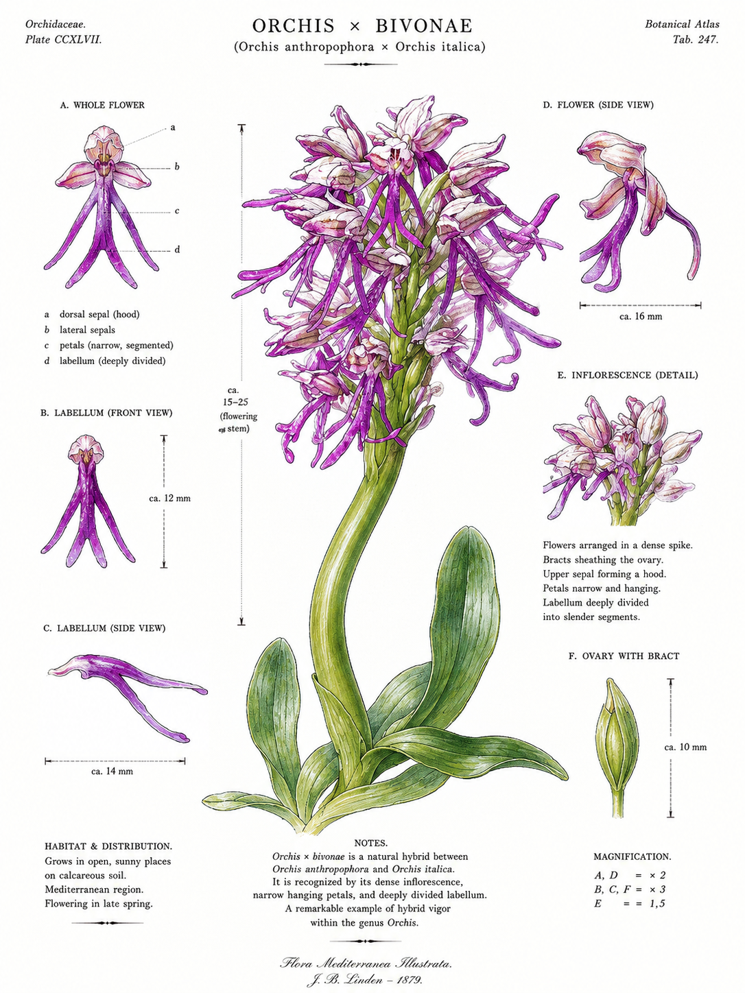 Orchis x bivonae
