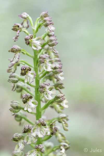 Orchis x wulffiana (UA_Krim)
