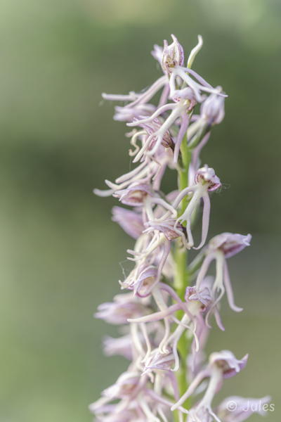 Orchis × bergonii (FR_Drôme)